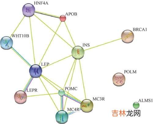 咋吃都不胖可能是基因突变吗,那些吃不胖的人和基因到底有没有关系？