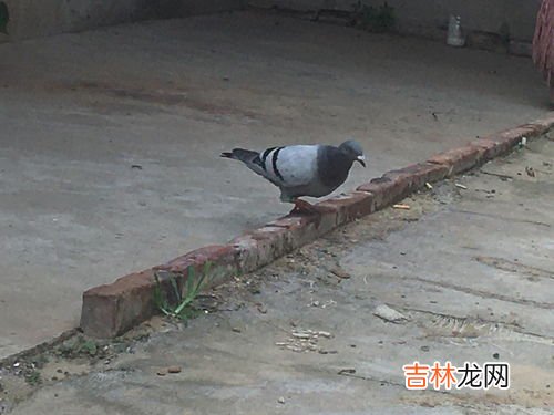 鸽子脚上戴的环是什么意思,鸽子腿上的蓝色脚环是什么