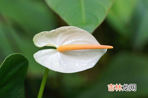 一帆名字的寓意是什么,张一帆这个名字好吗?