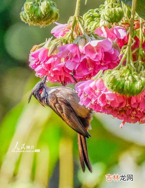 芙蓉花和芙蓉树一样吗,芙蓉树长什么样
