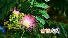 芙蓉花和芙蓉树一样吗,芙蓉树长什么样