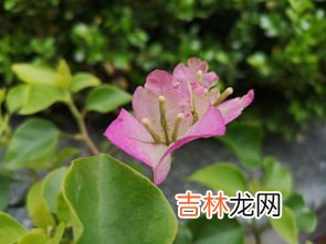 芙蓉花和芙蓉树一样吗,芙蓉树长什么样