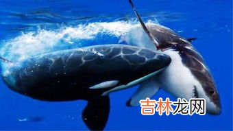 观景鲨鱼为什么长不大,鲨鱼可以长多大?
