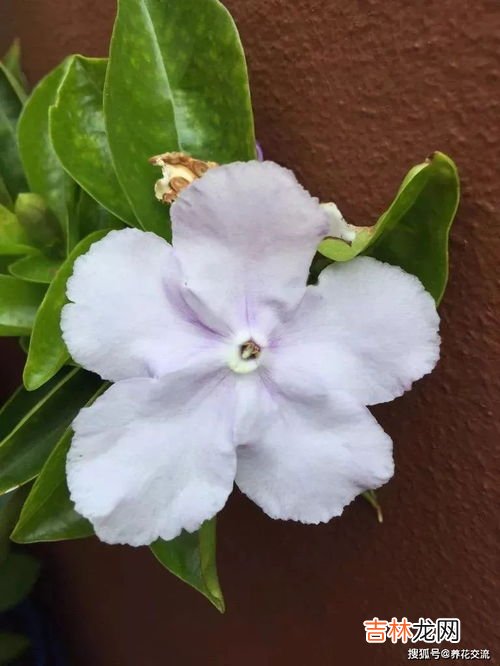 耐阴又容易开花的植物,耐阴又容易开花的植物有哪些？