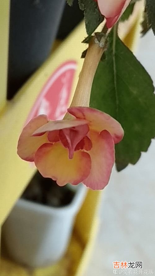 耐阴又容易开花的植物,耐阴又容易开花的植物有哪些？