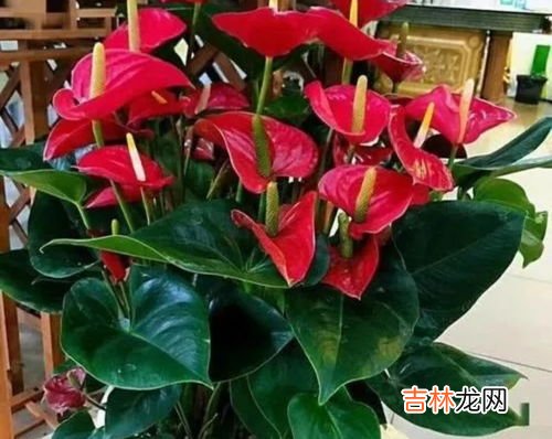 耐阴又容易开花的植物,耐阴又容易开花的植物有哪些？