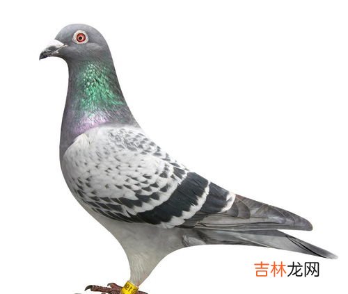鸽子吃什么,鸽子吃什么食物？
