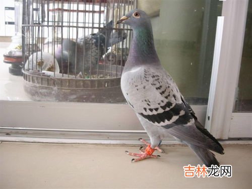 鸽子吃什么,鸽子吃什么食物？