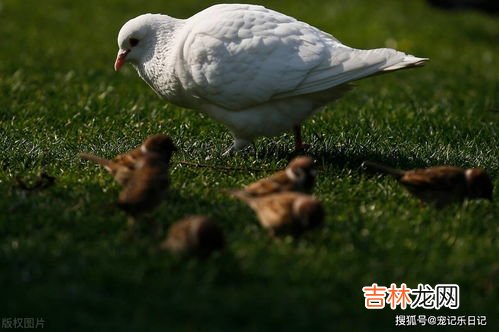 鸽子吃什么,鸽子吃什么食物？