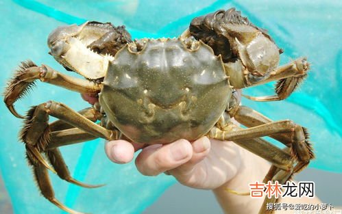 螃蟹需要洗吗,蒸螃蟹之前要不要洗