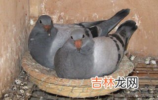鸽子养殖方法怎样养殖鸽子,鸽子怎么养