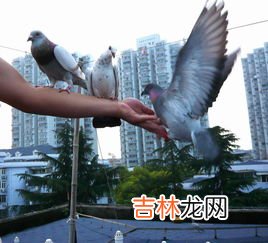 鸽子养殖方法怎样养殖鸽子,鸽子怎么养