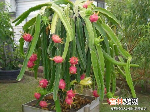 火龙果的寓意和象征,火龙果的寓意是什么