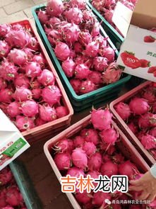 火龙果的寓意和象征,火龙果的寓意是什么