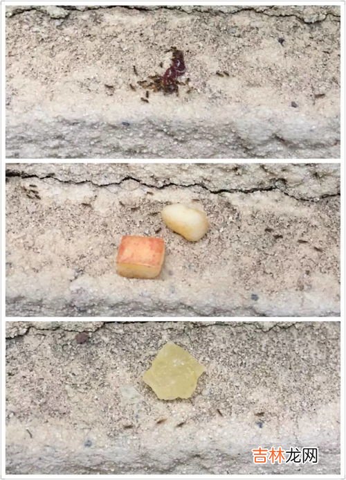 观察日记蚂蚁范文,观察蚂蚁日记