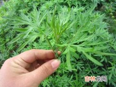 几月的艾草药用价值高,艾草秋天的时候采摘可以用吗