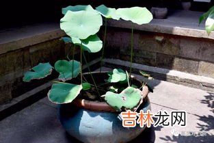 庭院水缸能种铜钱草吗,铜钱草可以用水缸养吗？