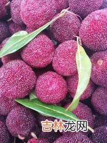 杨梅核吞进肚子会打灰尘吗,杨梅核可以吃吗,不能/会肠胃出血和肠梗阻