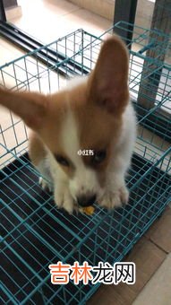 给狗牙齿刮红了怎么办,被家里狗狗用牙齿划伤出了一点点的血