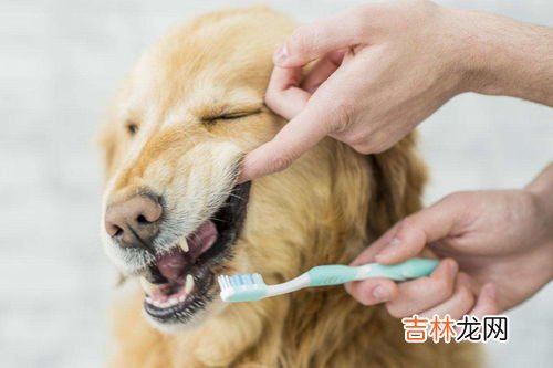 给狗牙齿刮红了怎么办,被家里狗狗用牙齿划伤出了一点点的血