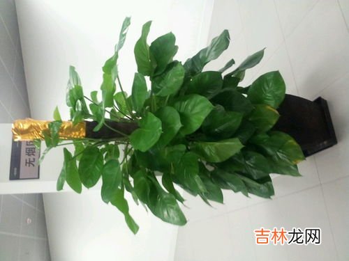 绿萝放在卧室对人是否有影响,绿萝可以放在卧室吗 绿萝有毒吗?