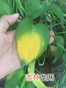 绿萝放在卧室对人是否有影响,绿萝可以放在卧室吗 绿萝有毒吗?