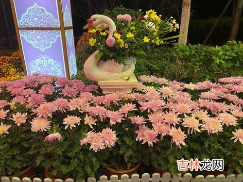 菊花的品质和精神,菊花有什么精神与品质