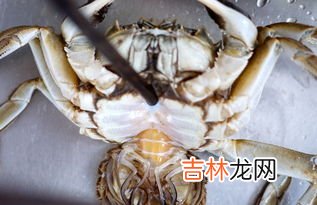 螃蟹里黑色条状物是寄生虫吗,大闸蟹里面的黑色条状物是什么?