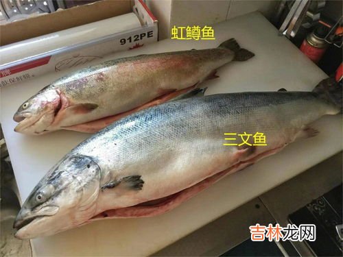 鲑鱼是什么鱼,鲑鱼是什么鱼