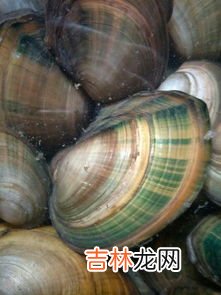 河水里的河蚌能吃吗,以前农村河沟中常见的河蚌可以吃吗?为什么现在很少见了?