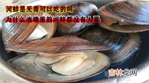 河水里的河蚌能吃吗,以前农村河沟中常见的河蚌可以吃吗?为什么现在很少见了?