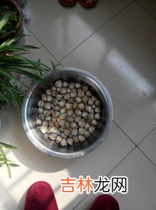 河水里的河蚌能吃吗,以前农村河沟中常见的河蚌可以吃吗?为什么现在很少见了?