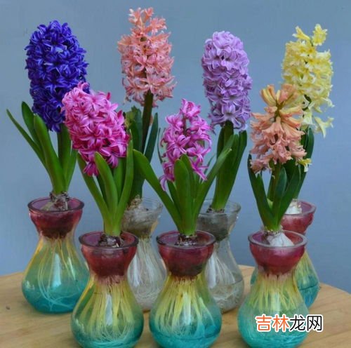 风信子种植方法,风信子种球种植方法