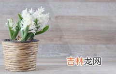 风信子种植方法,风信子种球种植方法