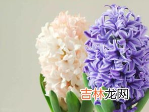 风信子种植方法,风信子种球种植方法