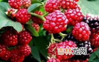 覆盆子的作用与功效,覆盆子的功效与作用