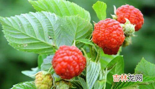 覆盆子的作用与功效,覆盆子的功效与作用