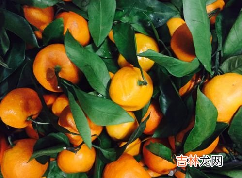 桔子和牛奶能一起吃吗,牛奶加橘子可以一起吃吗