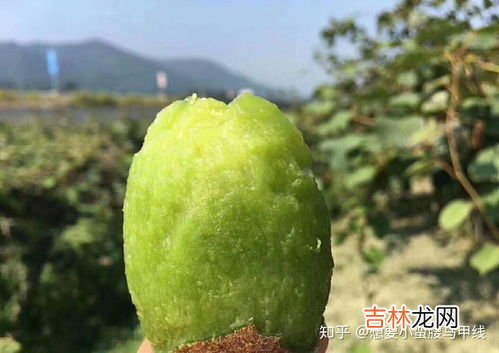 猕猴桃可以和橙子一起吃吗,橙和猕猴桃可以一起吃吗