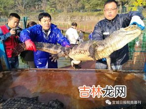 鳄鱼冬眠吗?为什么,家养鳄鱼怎么过冬？