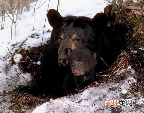 鳄鱼冬眠吗?为什么,家养鳄鱼怎么过冬？