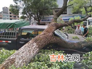 车停树下树胶不洗会伤害车漆吗,汽车长期放在树下，会不会对车漆造成影响？
