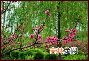 桃红柳绿是什么季节,桃树和柳树形容什么季节