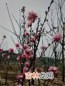 桃红柳绿是什么季节,桃树和柳树形容什么季节