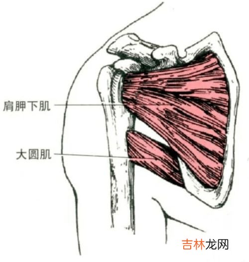 肱二头肌在哪,肱二头肌的长头、短头、内侧头、外侧头分别指哪儿？