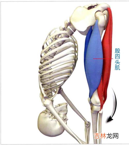 肱二头肌在哪,肱二头肌的长头、短头、内侧头、外侧头分别指哪儿？