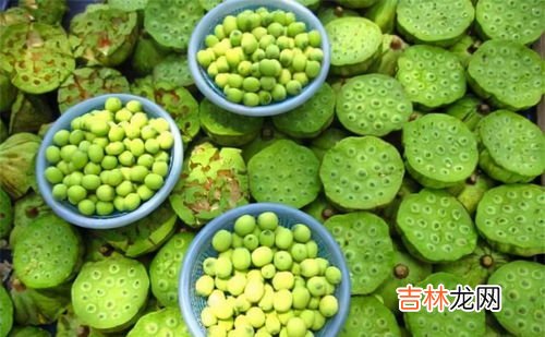 莲子心可以吃吗,莲子心能吃吗