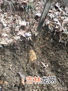 鹿的脚印像什么,长颈鹿脚印是什么形状，像什么，在线急