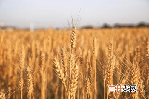 大豆蛋白肽有什么好处,大豆蛋白肽固体饮料有什么作用