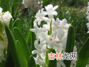 风信子花怎么养,风信子花怎么养风信子花如何养